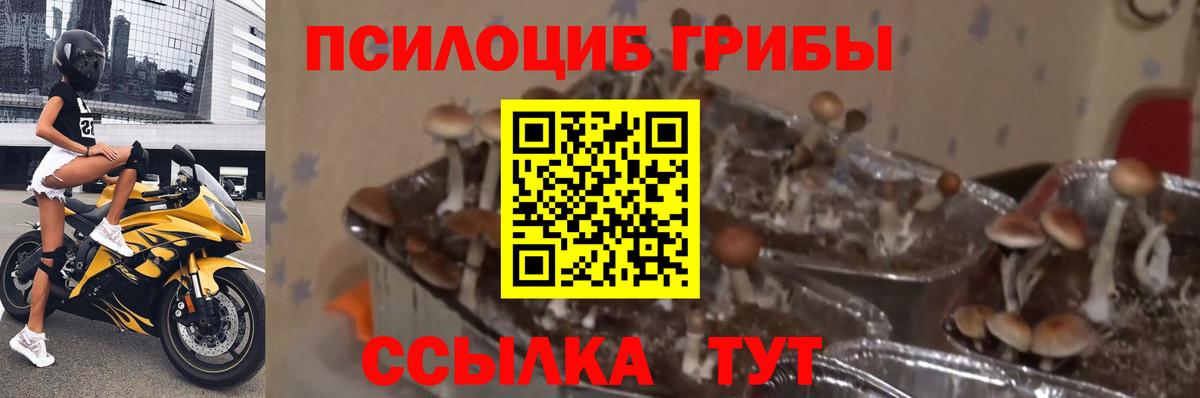 Курск  Галлюциногенные грибы Psilocybine cubensis  где купить   Вход с VPN 